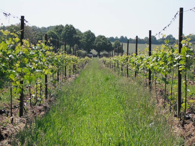 Vineyards